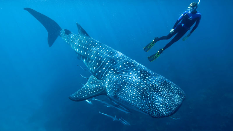 Таиланд, фото с китовой акулой