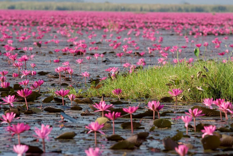 Таиланд, озеро Нонг Хан Кумпхавали с цветами